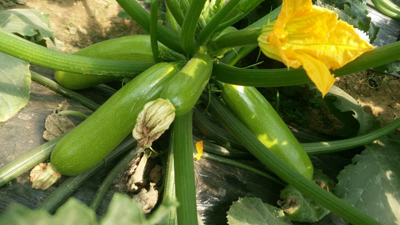 西葫芦用什么水溶肥?西葫芦栽植要点  水溶性肥料