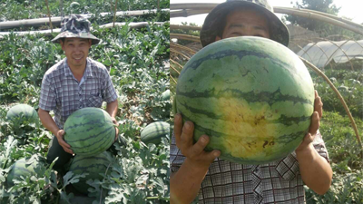 西瓜苗怎么施肥？苗期管理方法  液体水溶肥  福进门水溶肥