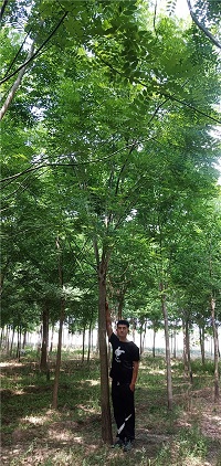 供应国槐10公分老式国槐 国槐种植 国槐金枝槐