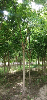 供应国槐10公分老式国槐 国槐种植 国槐金枝槐