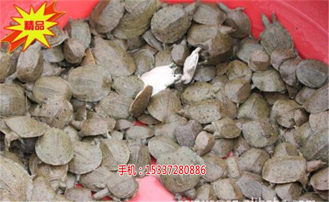 湖北祥之隆生态农业开发有限公司甲鱼养殖,  厂家价格