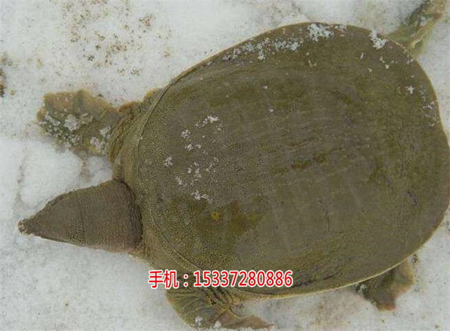 湖北祥之隆生态农业开发有限公司甲鱼养殖,  厂家价格