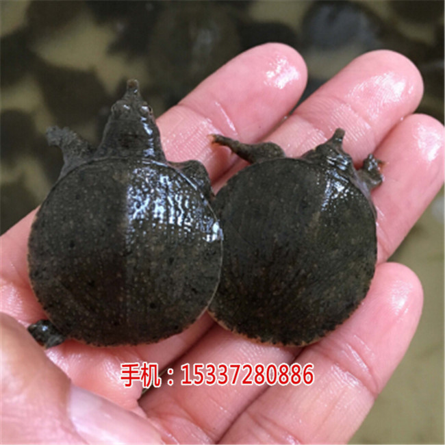 湖北祥之隆甲鱼养殖,白手起家，一本万利,  厂家价格