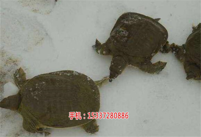 湖北祥之隆甲鱼养殖,想致富，就来创业吧,  厂家价格