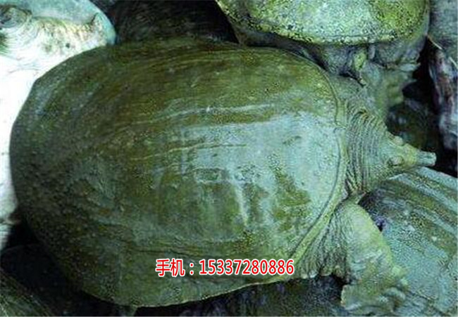 湖北祥之隆甲鱼养殖,现在加盟，月入万元,  厂家价格