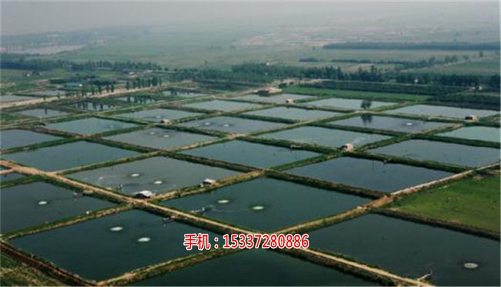 湖北祥之隆生态农业开发有限公司甲鱼养殖,  厂家价格