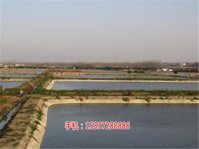 湖北祥之隆甲鱼养殖,现在加盟，月入万元,  厂家价格