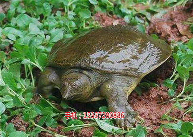 湖北祥之隆生态农业开发有限公司甲鱼养殖,  厂家价格