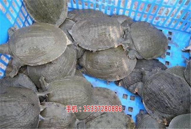 湖北祥之隆甲鱼养殖,想致富，就来创业吧,  厂家价格