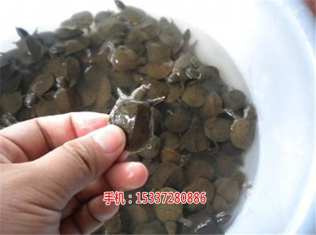 湖北祥之隆生态农业开发有限公司甲鱼养殖,  厂家价格