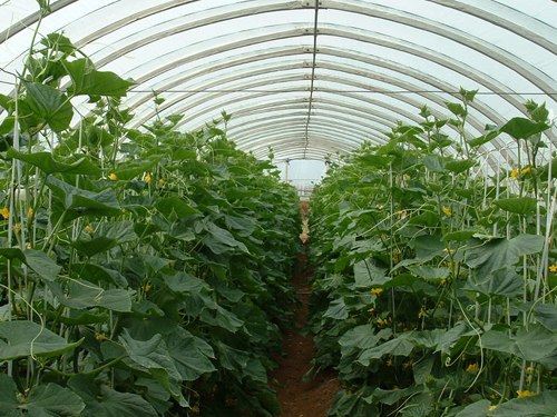 温室大棚建设-好用的蔬菜温室大棚推荐
