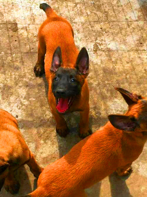 600元卖马犬的地方在哪里