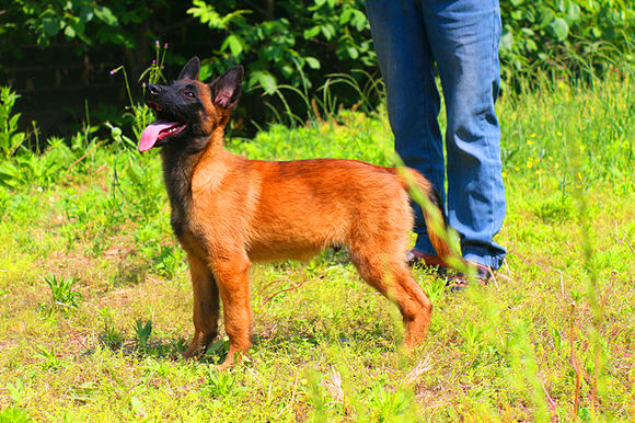 700一只马犬几个月纯种的养