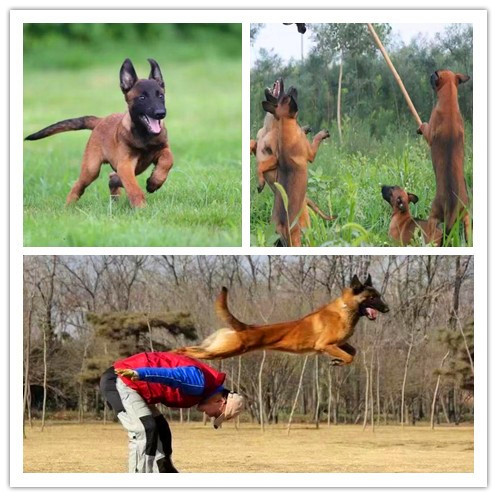 100元现在出售一只马犬多少钱