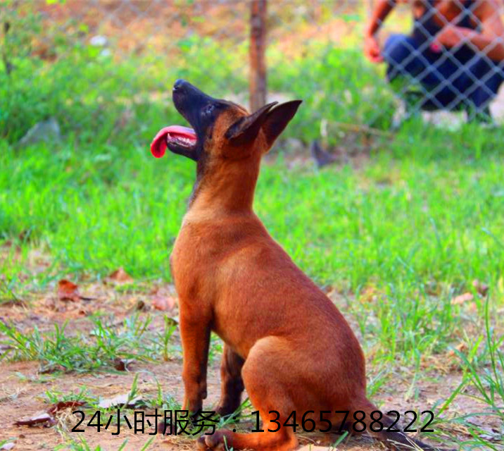 600元卖马犬的地方在哪里