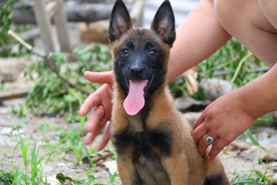 1000纯种的一只马犬多少钱