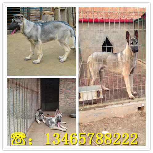 长多大哪里有大型养马犬场