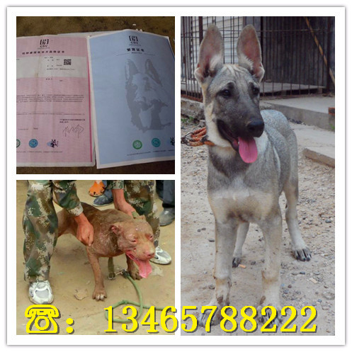 600元卖马犬的地方在哪里