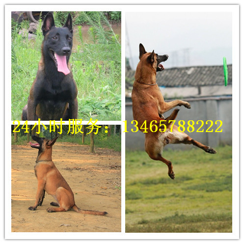 600元卖马犬的地方在哪里