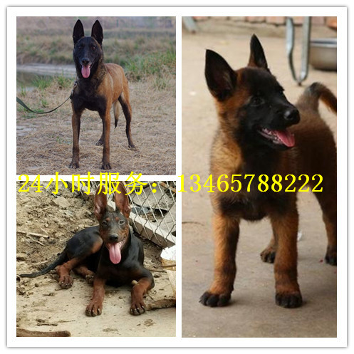 600元卖马犬的地方在哪里