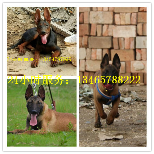 600元卖马犬的地方在哪里