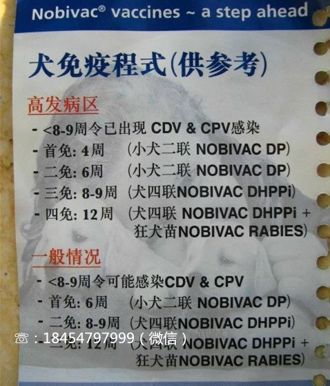 代理1个月的马犬价格