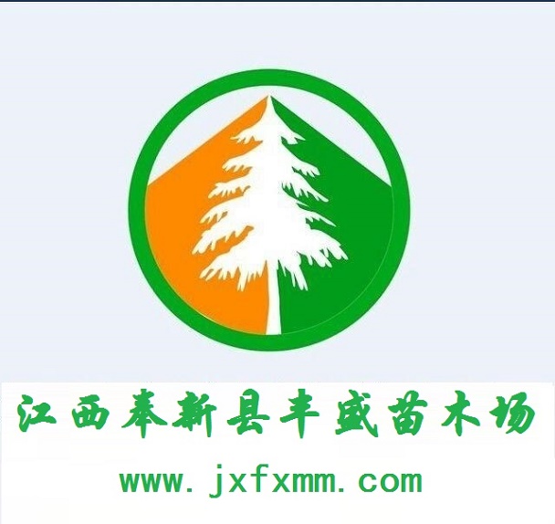 杜英小苗、杜英树苗价格、江西杜英价格  杜英小苗价格  杜英批发价格