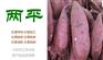 宣城手工粉条替代办法