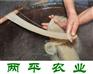 大庆酸辣粉丝做法大全