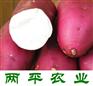 商洛全红薯粉皮两平农业