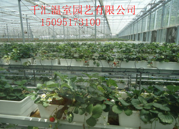 玻璃温室大棚-想建智能温室大棚就到千汇温