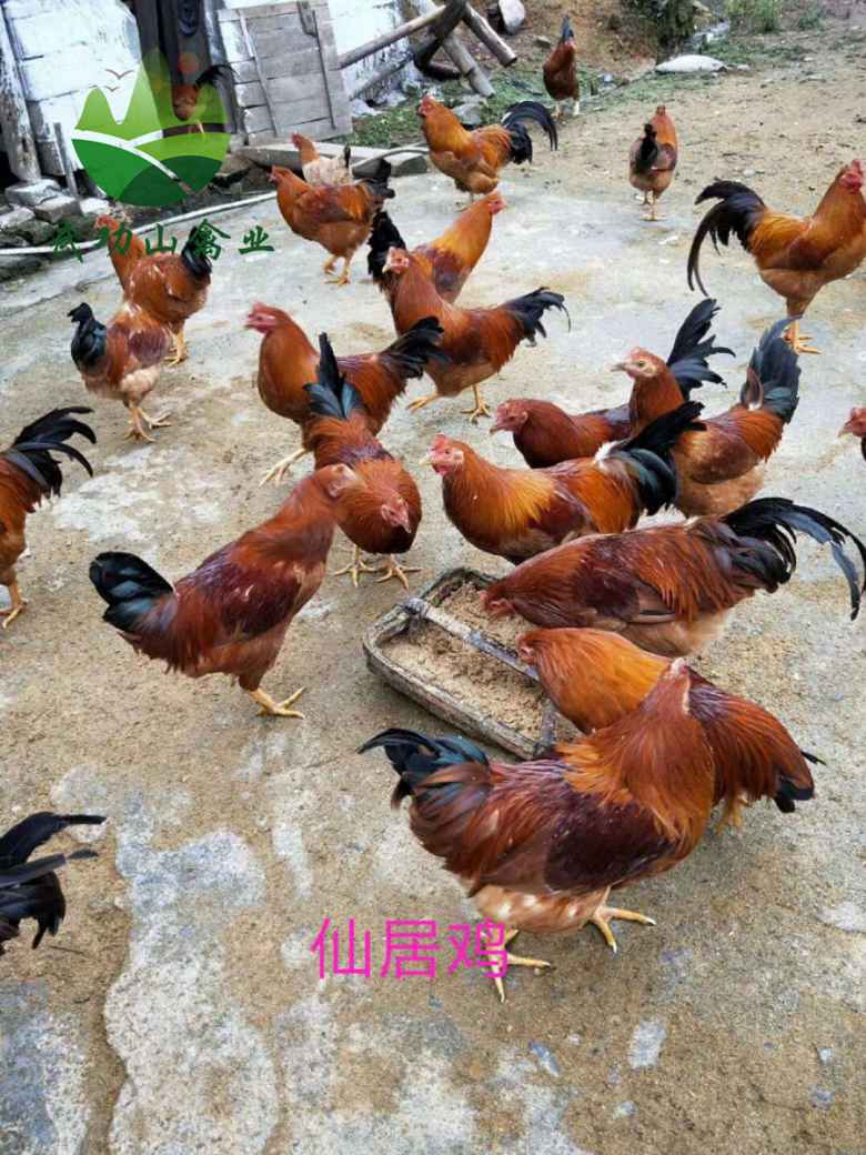江西上饶万年灵山麻鸡苗崇明县供应土鸡苗