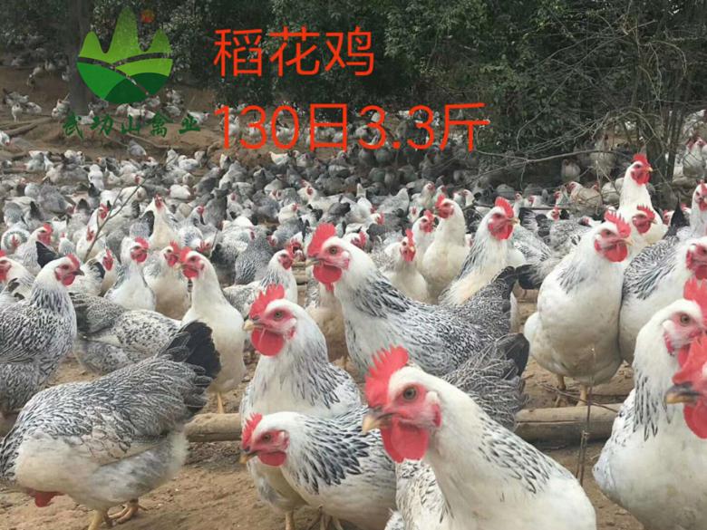 江西上饶清远麻鸡苗上海土鸡苗哪里有
