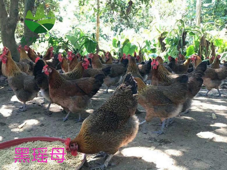 江西九江永修灵山麻鸡苗虹口哪里有贵妃鸡苗