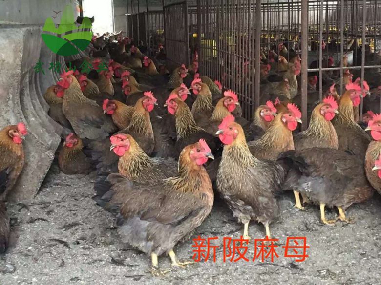 江西九江绿壳蛋鸡苗金山七彩山鸡苗多少钱一只