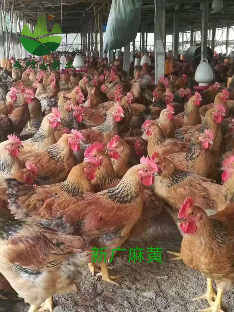 江西九江绿壳蛋鸡苗金山七彩山鸡苗多少钱一只