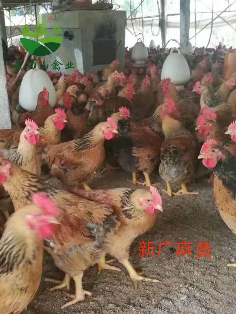 江西上饶万年灵山麻鸡苗崇明县供应土鸡苗