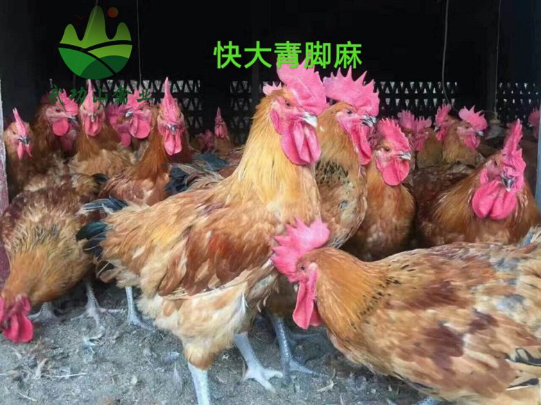 江西九江浔阳清远麻鸡苗静安绿壳蛋鸡价格