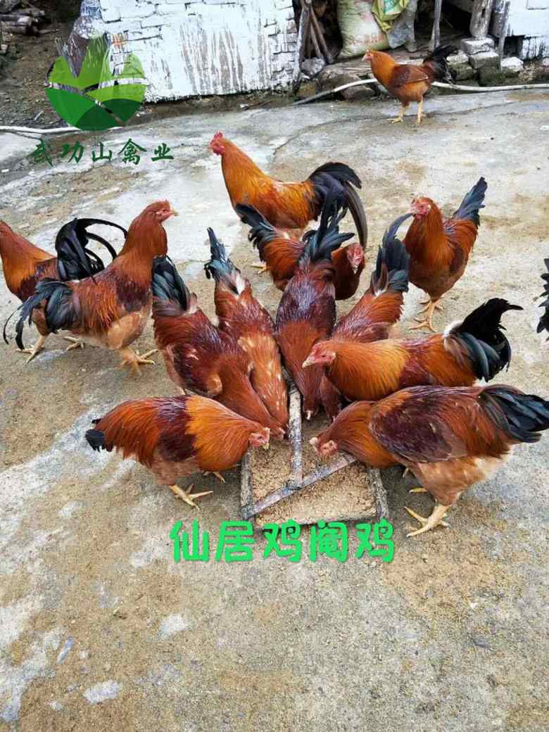 江西九江绿壳蛋鸡苗金山七彩山鸡苗多少钱一只