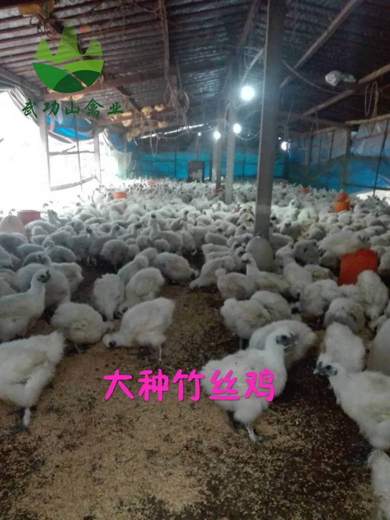 江西宜春靖安山鸡苗普陀七彩山鸡价格