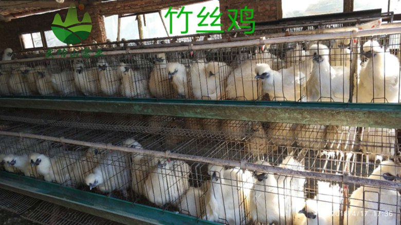 江西吉安吉安五黑绿壳蛋鸡苗宝山绿壳蛋鸡多少钱一斤