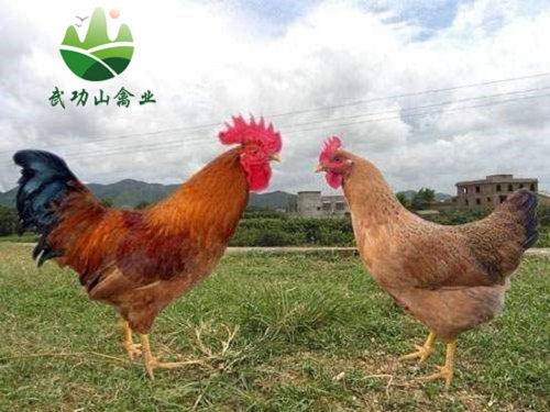 江西九江永修灵山麻鸡苗虹口哪里有贵妃鸡苗