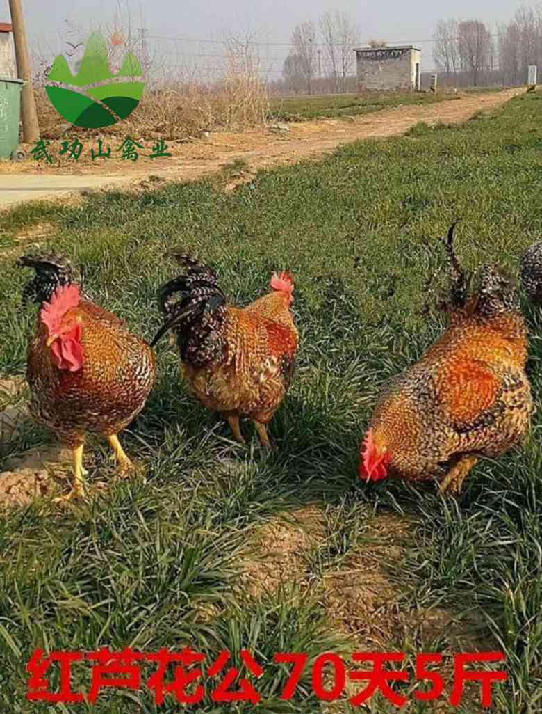 江西抚州东乡珍珠鸡苗徐汇七彩山鸡养殖多长时间