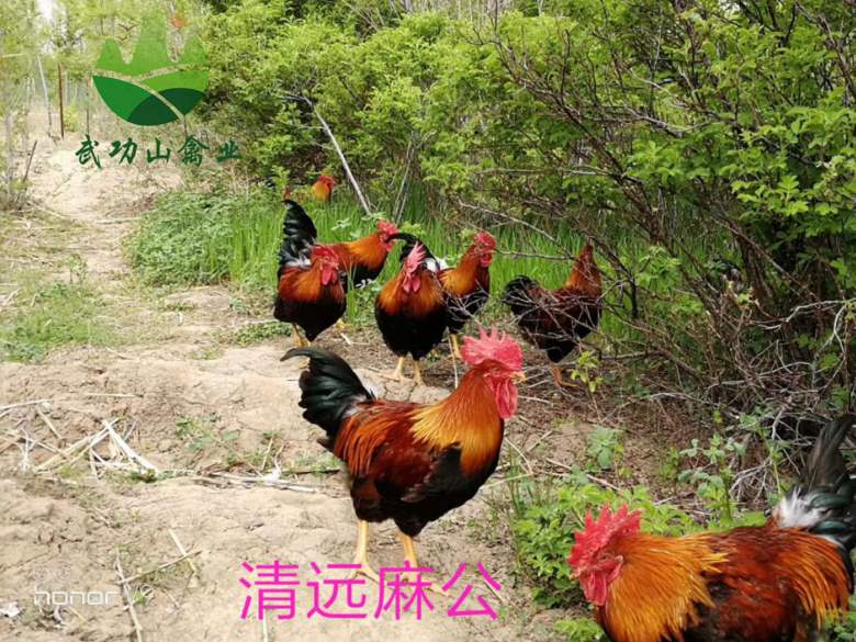 江西抚州东乡珍珠鸡苗徐汇七彩山鸡养殖多长时间