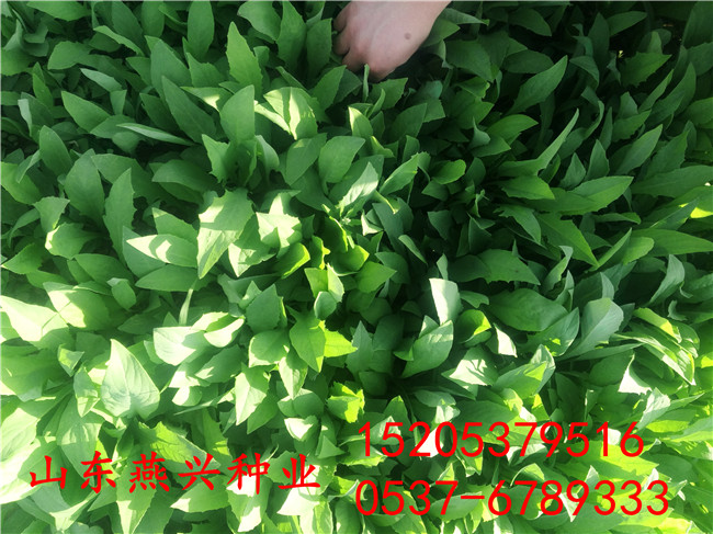 铜仁护坡用种子护坡用的草籽