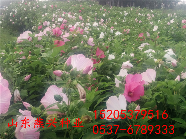 怒江州绿化草坪种子种什么草