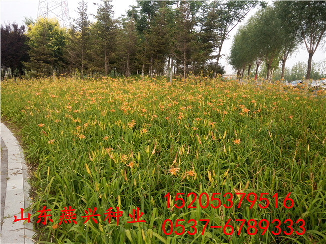 凉山州绿化护坡草种子什么草好
