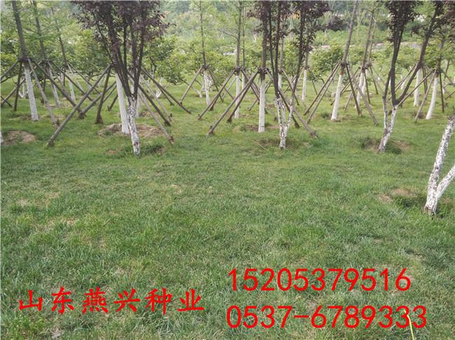 怒江州绿化草坪种子种什么草
