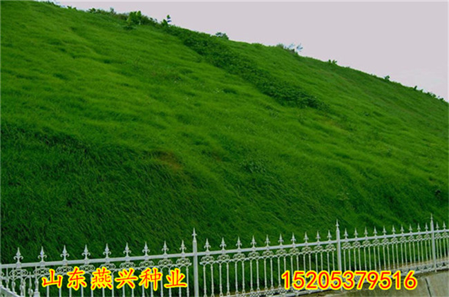 怒江州绿化草坪种子种什么草