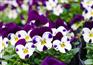 山东三色堇_三色堇批发价格